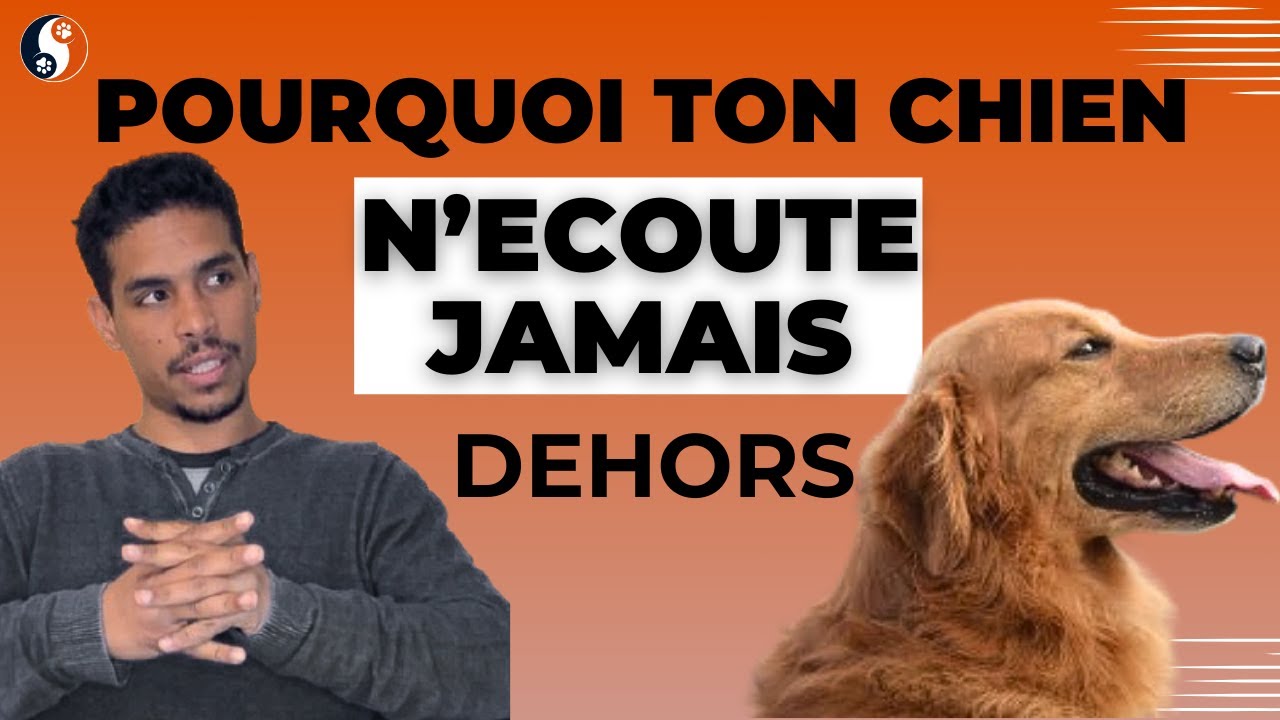 Pourquoi ton chien n’écoute jamais dehors (et comment y remédier)
