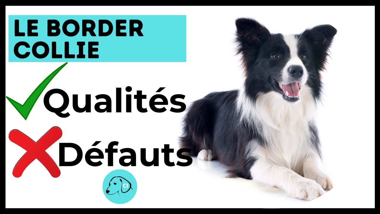 TOUT SAVOIR SUR LE BORDER COLLIE 👉 Caractéristiques - Qualités & Défauts
