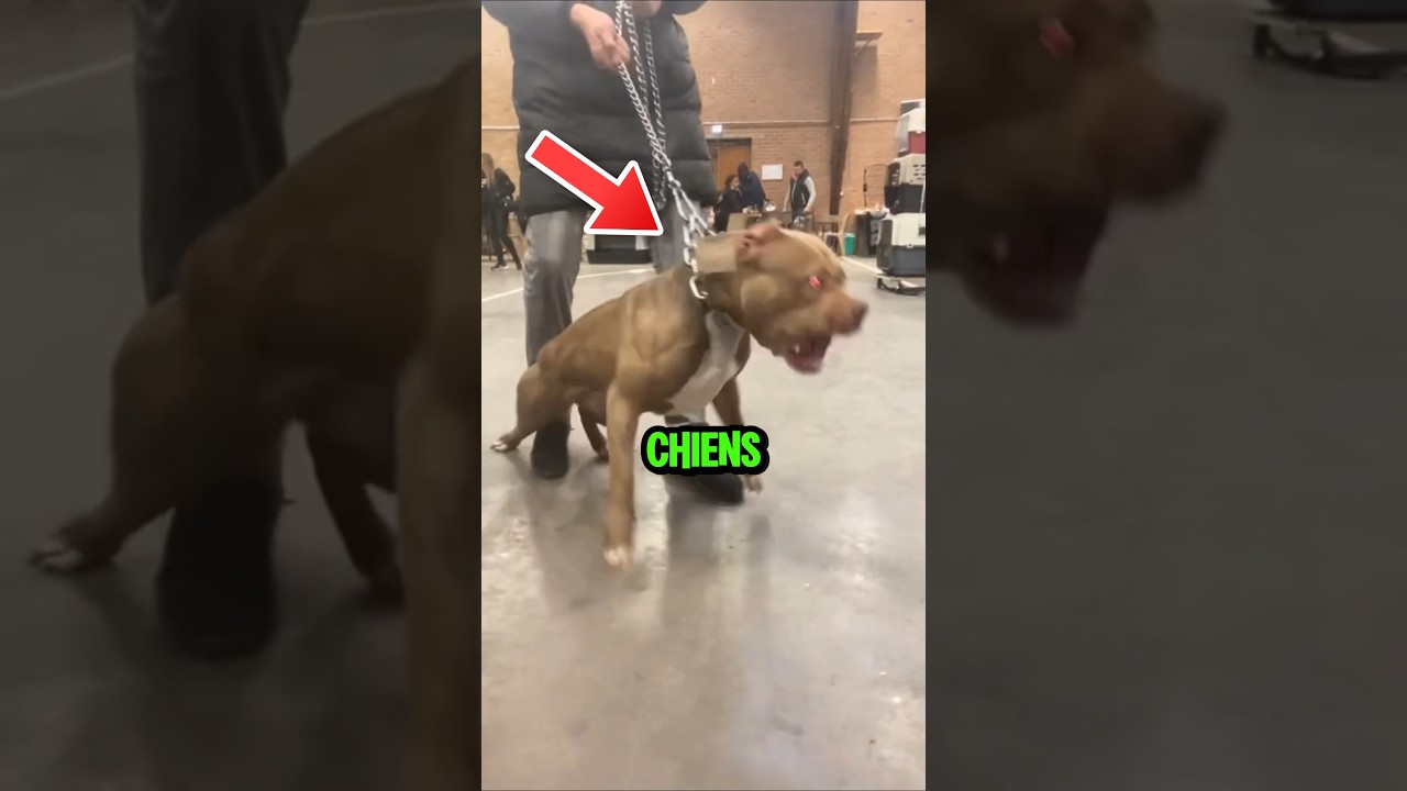 Le top des 4 des Chien les plus protecteurs au monde !😱