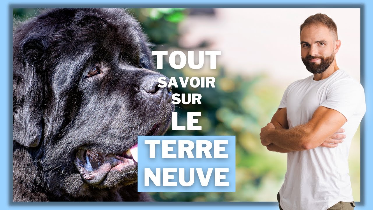 Race de chien Terre Neuve : caractère, dressage, comportement, santé de ce chien de race...