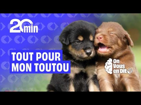 Émilie ferait tout pour son toutou