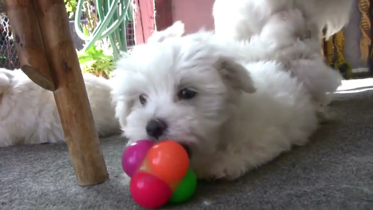 une race de chien aussi charmante que fascinante Bichon Maltais