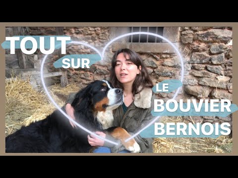 TOUT SUR LE BOUVIER BERNOIS ❤️(comportement,historique de la race)