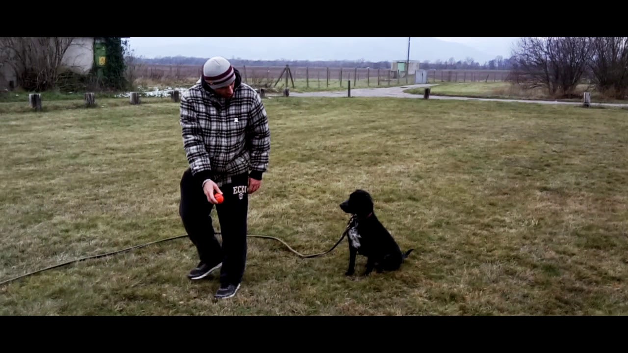 PACIFIC DOG 68/LABRADOR croisé BRAQUE 1er Cours