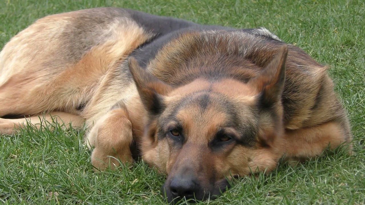 Top 10 des races de chiens À adopter