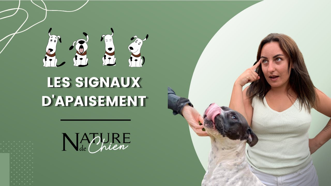 Les signaux d'apaisement ! 🐕