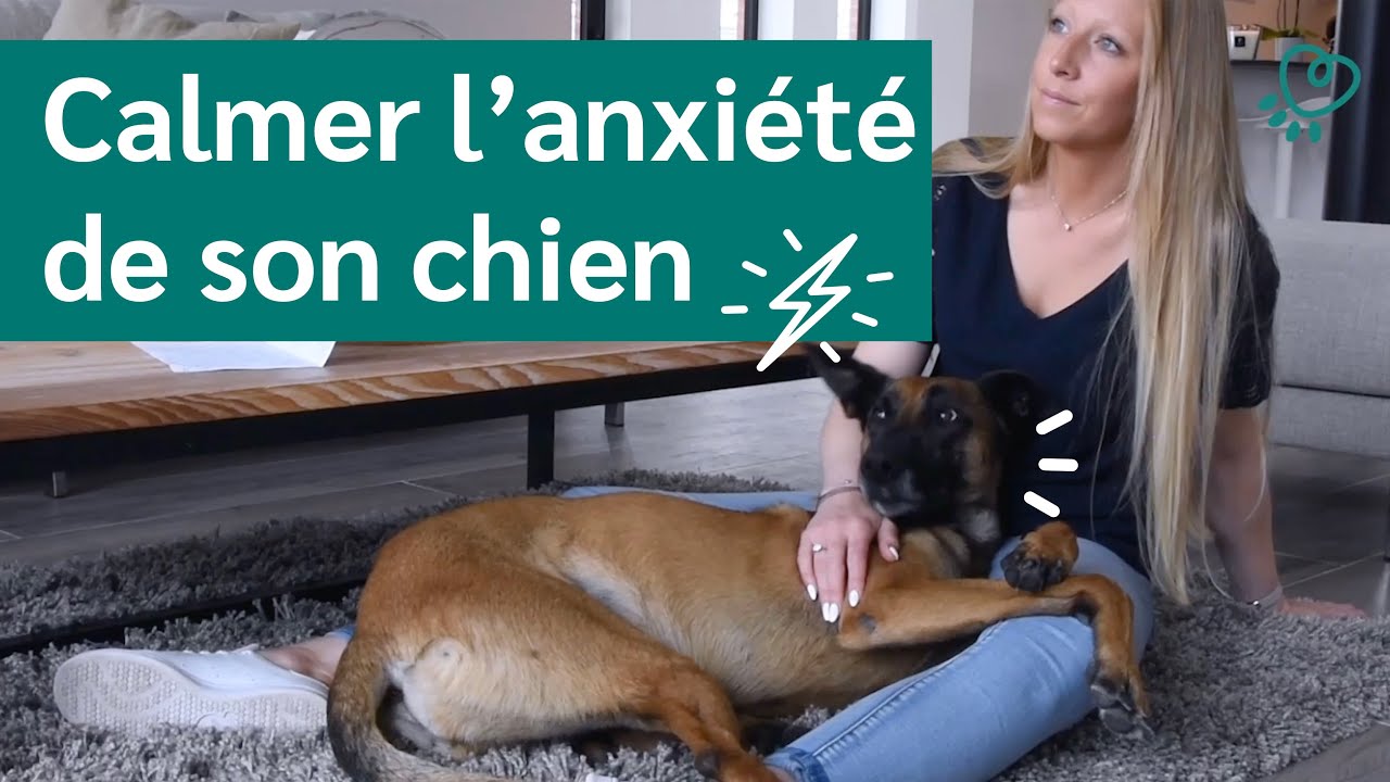 Calmer son chien stressé - C'est possible !