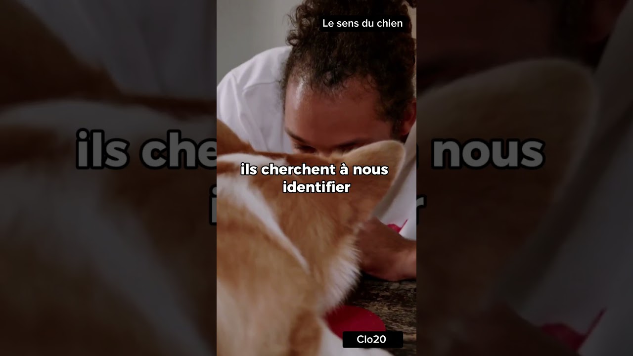 Pourquoi les chiens reniflent nos parties intimes ???