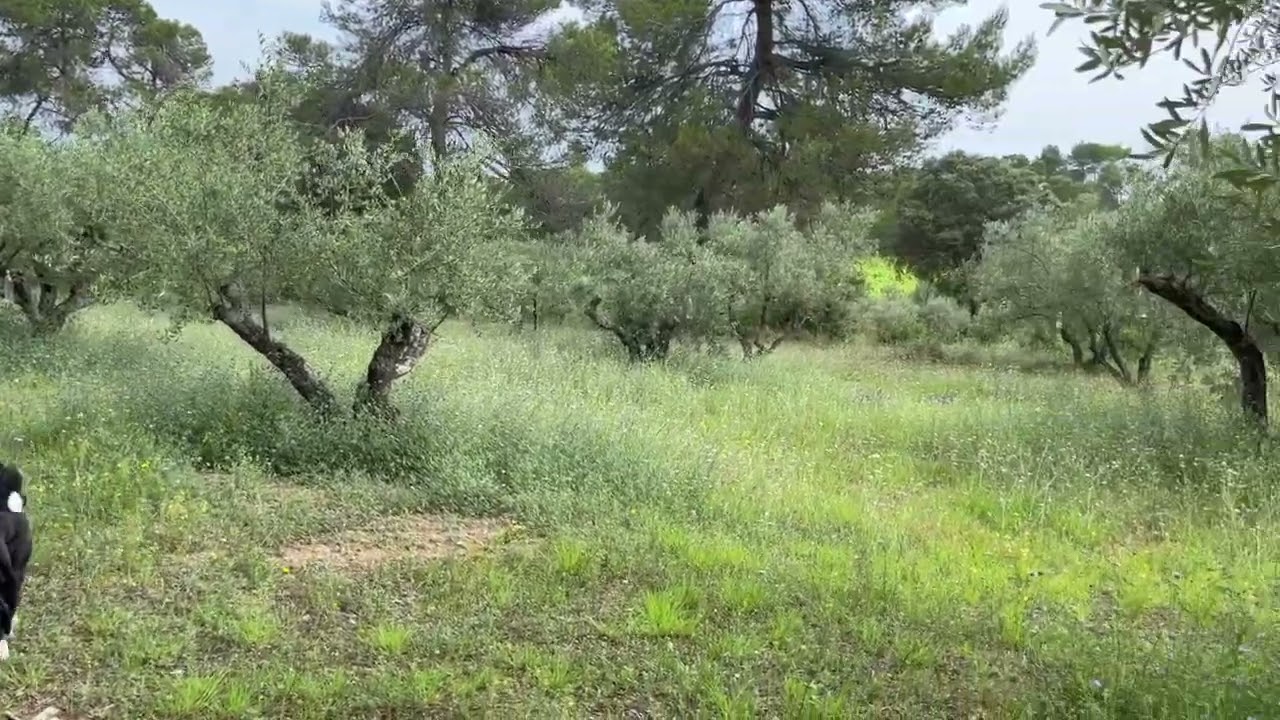 Trishka , chiot Bouvier d'Appenzell, 1ère grande balade sans longe