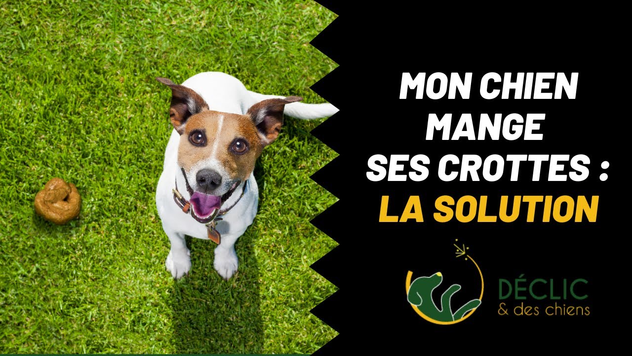 Mon chien mange ses crottes, comment faire pour qu'il arrête ?