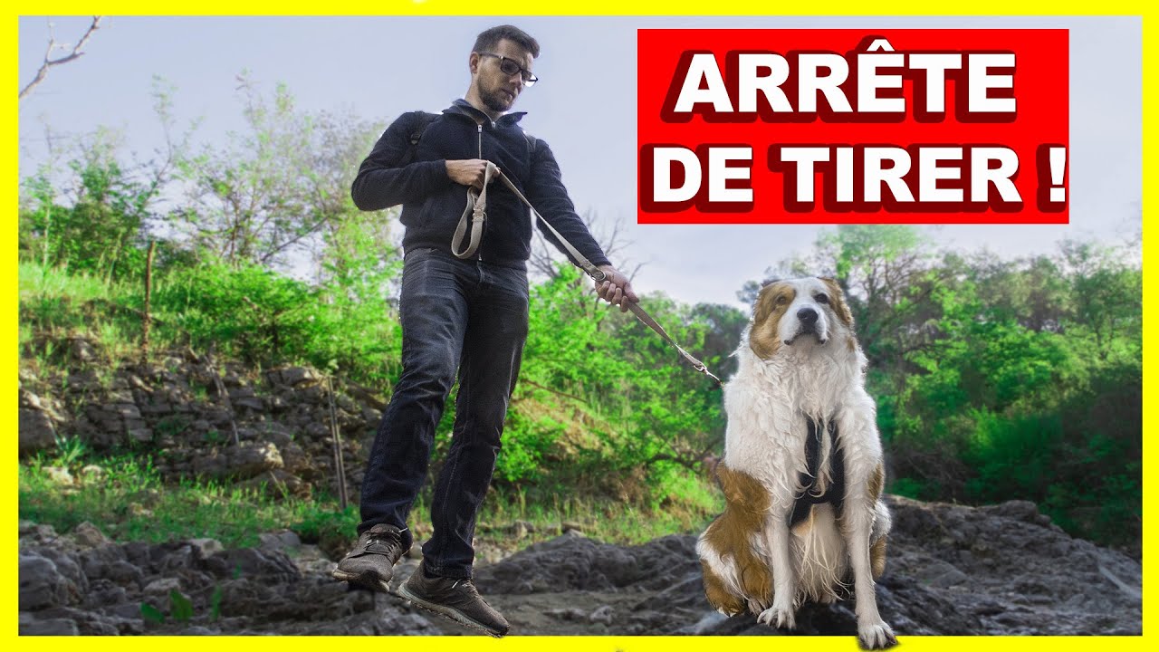 Chien qui tire en laisse - Voici comment l'arrêter !