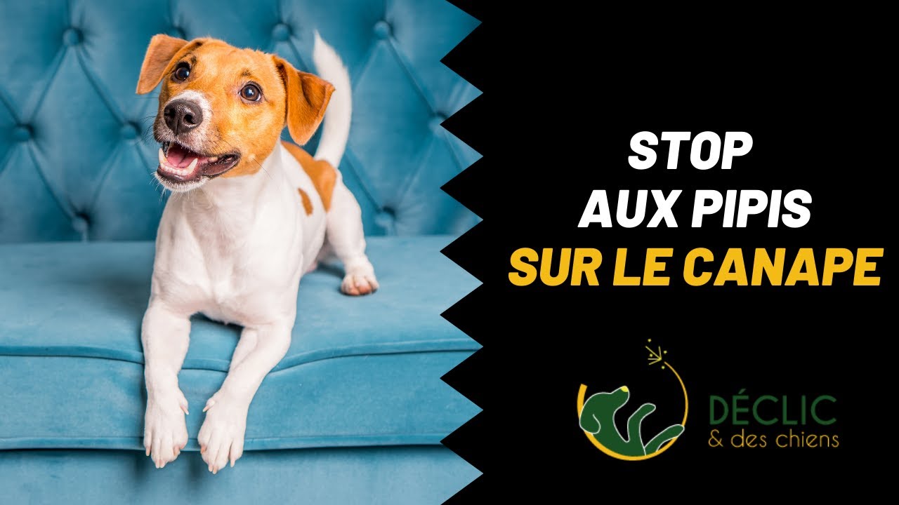 Comment empêcher son chien de faire pipi sur le canapé ?