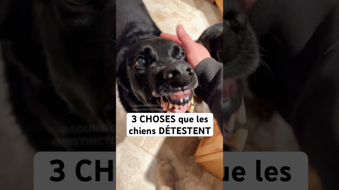 3 choses que les chiens DÉTESTENT #chien