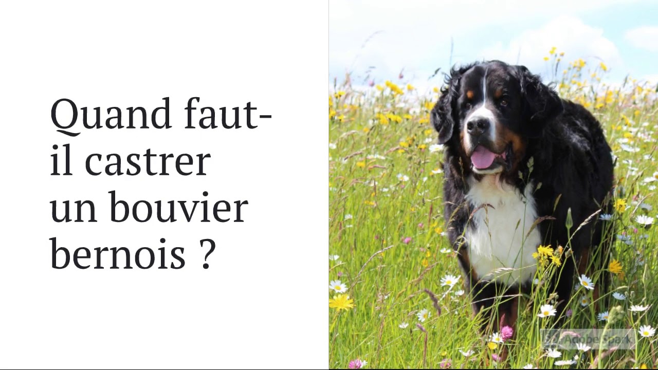 Bouvier Bernois – Tout Savoir Sur La Race De Chien Bouvier Bernois