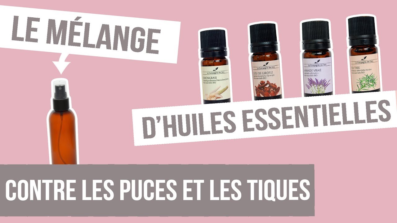 [DIY] ANTI-PUCES ET TIQUES - Fabriquer son remède naturel aux huiles essentielles