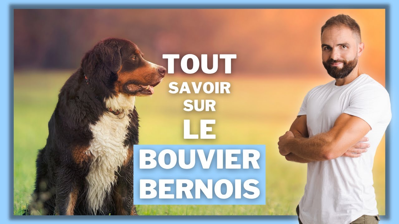 Chien de race Bouvier Bernois : caractère, dressage, comportement, santé de ce chien de race...