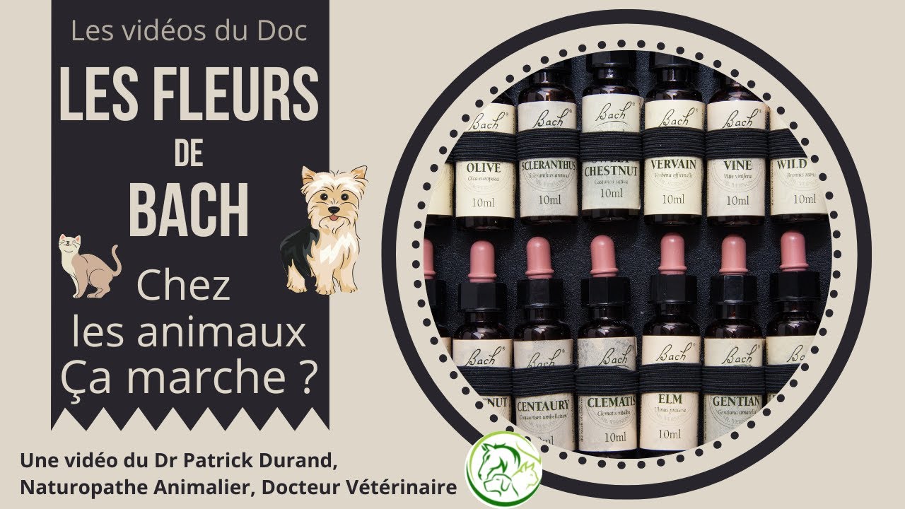 Les Fleurs de Bach en Naturopathie Animale