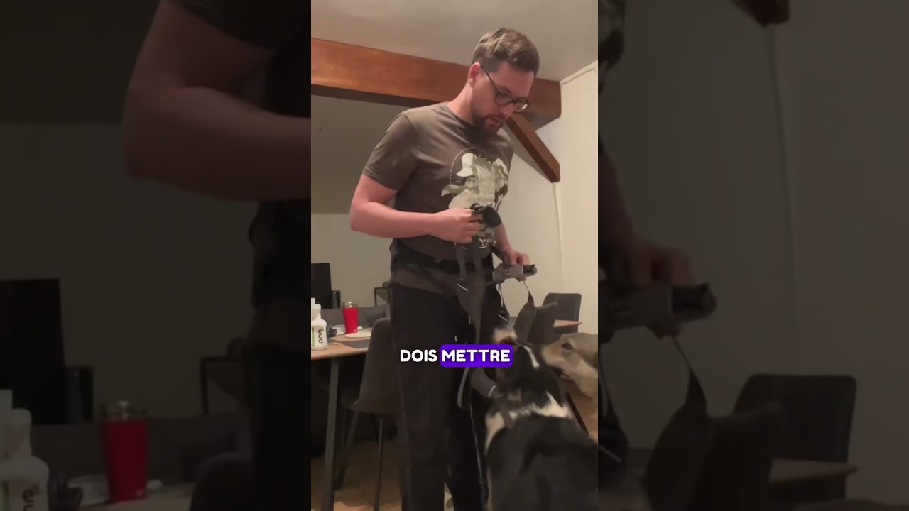 Comment je balade mon chien-loup et mon berger australien? #animaux