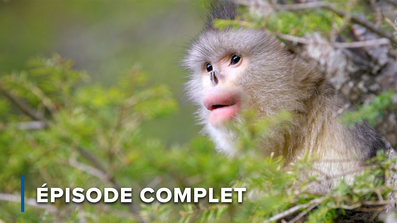 Le Mékong commence: faune exotique dans les hauts plateaux de Chine | Les mystères du Mékong 101