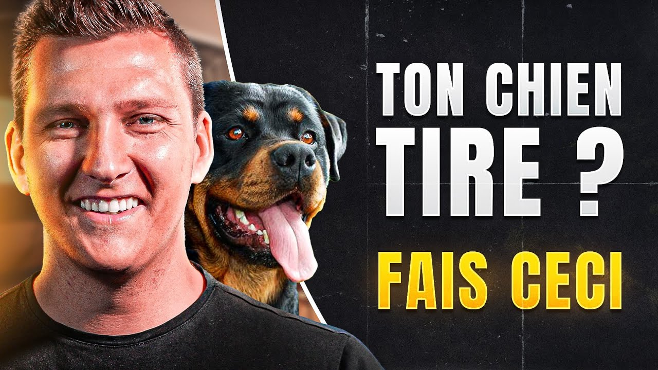 Ton Chien TIRE en laisse ? Essayez cette méthode facile
