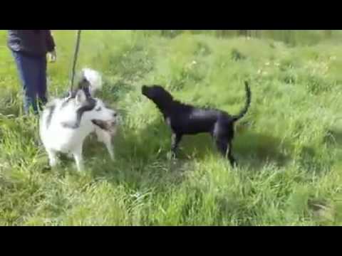 Husky samuse avec Labrador croisé Staff