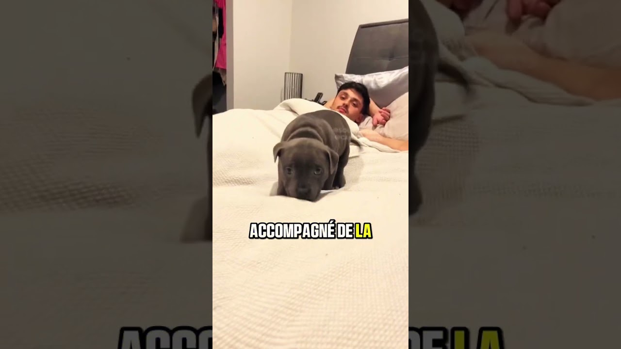 Les chiens adorent dormir avec leur maître pour cette raison. #chien
