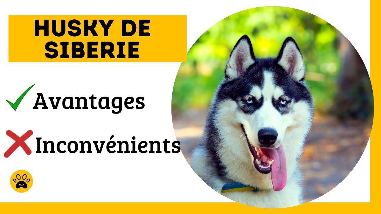 LE CHIEN HUSKY DE SIBÉRIE 👉 Avantages et Inconvénients d'avoir cette race.