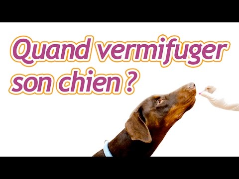 À quelle fréquence vermifuger son chien ?