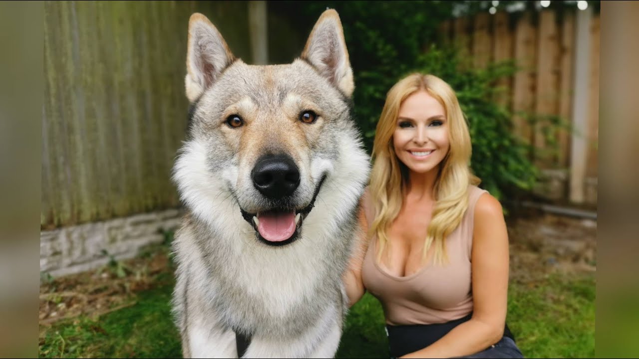 THE TAMASKAN WOLFDOG - DANGEROUS OR FLUFFY?