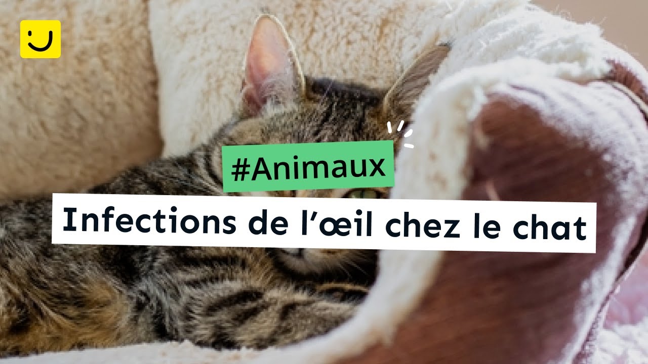 Infections de l’œil chez le chat