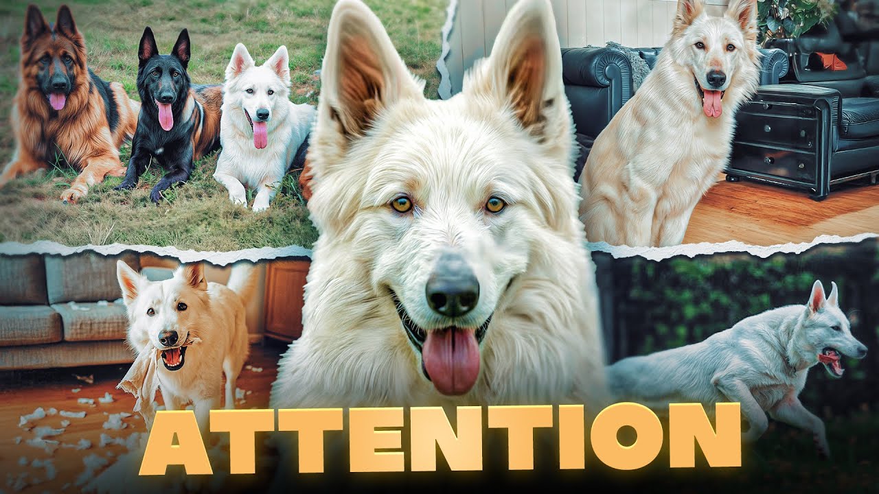 Berger Blanc Suisse... Attention avec ce chien !