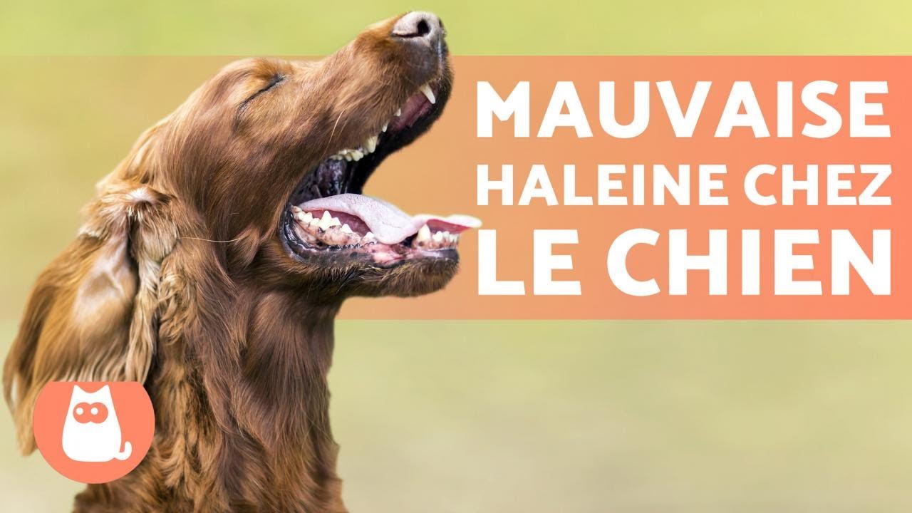 MAUVAISE HALEINE chez le CHIEN - CAUSES et SOLUTION