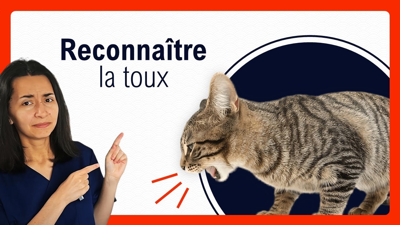 Pourquoi ton chat tousse