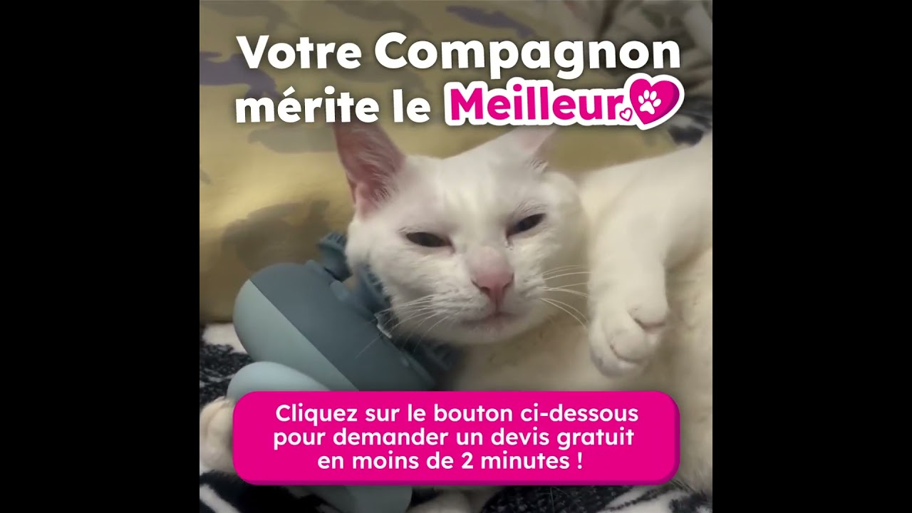 Mutuelle chien et chat comparatif