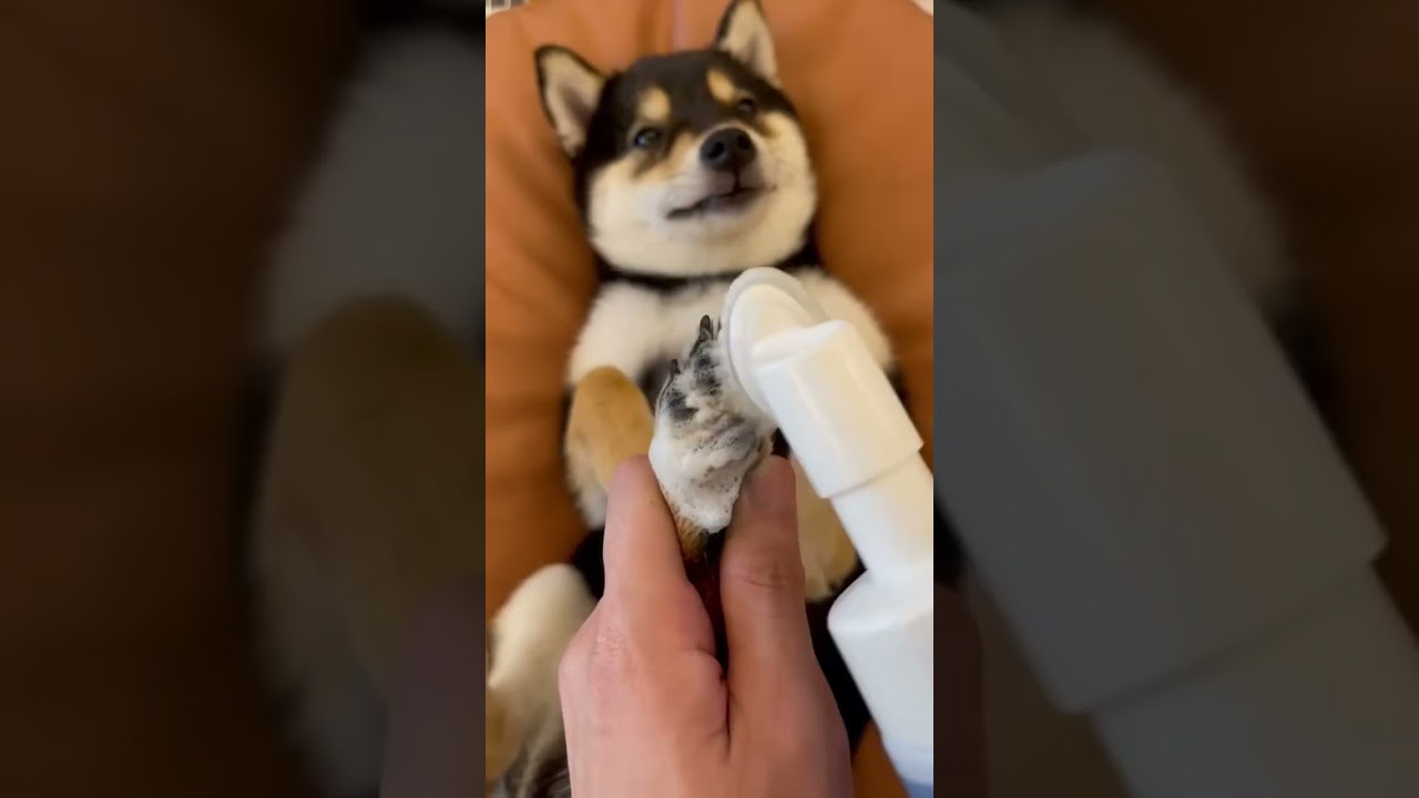 Le monsieur prend bien soin de son chien ( le chien il vis sa best Life)