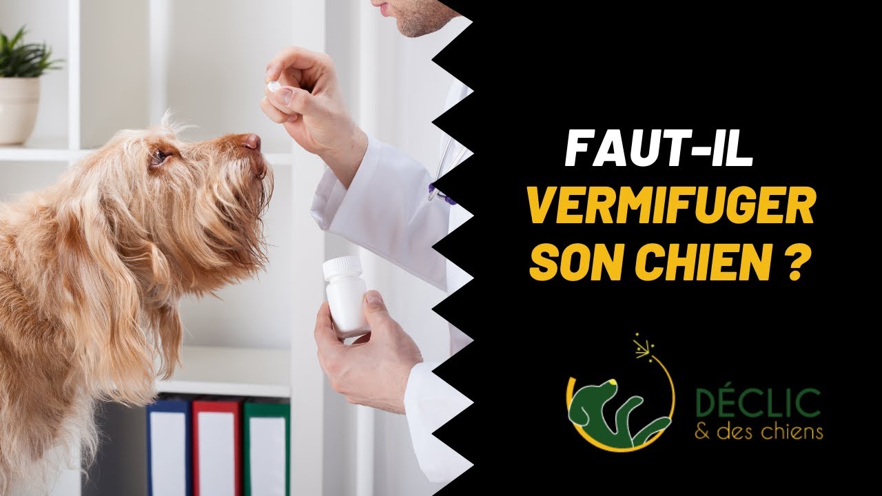 Quand vermifuger son chien ?