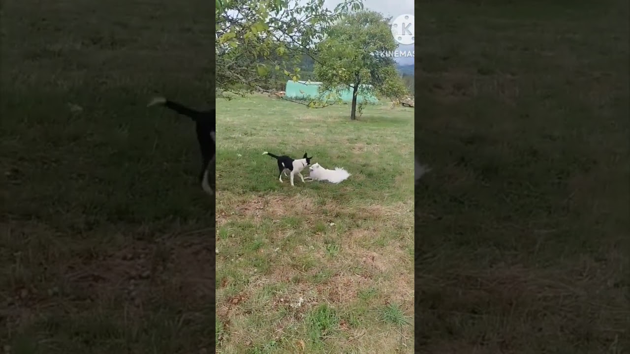 Petit passage à la campagne avec les copains 🤩 #spitz #renard  #chien#animaux #nature #dog #cute