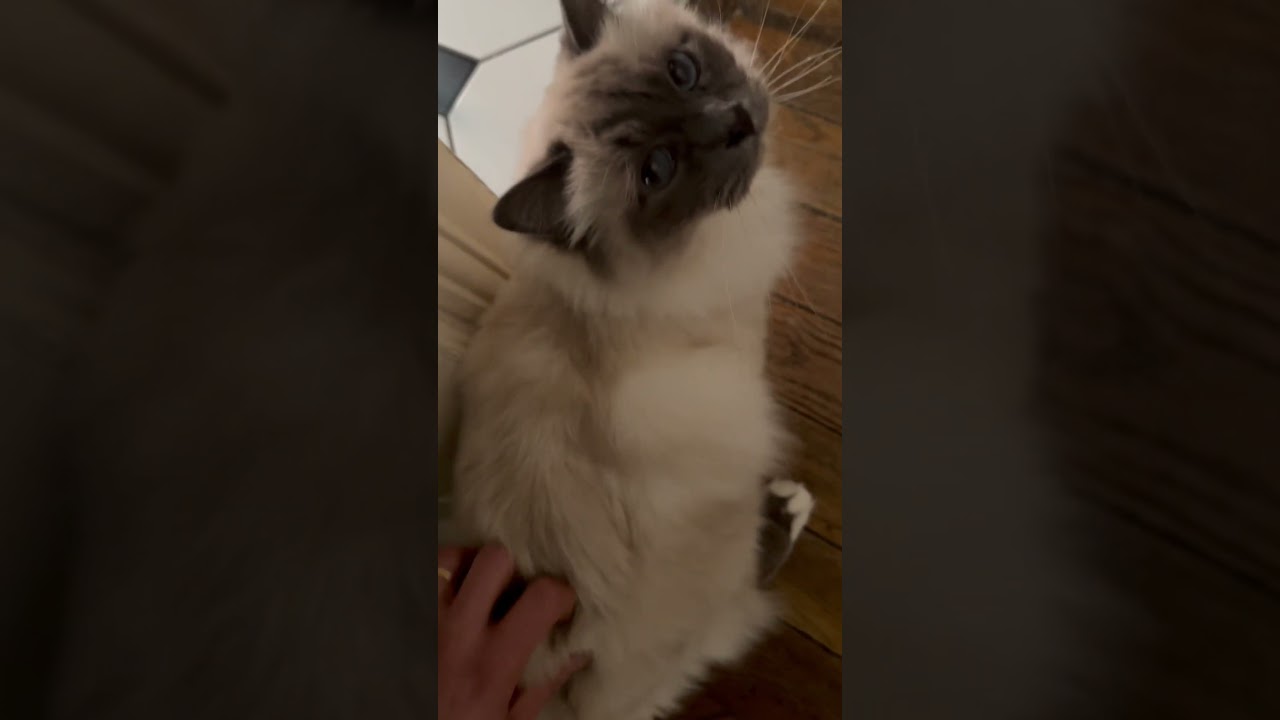 VENEZ DÉCOUVRIR LES CHATS DE MA SŒUR : Patchouli, un birman et Simba, un toyger ou bingale #fyp #cat