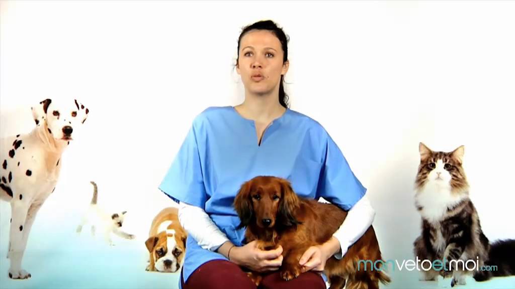 La mise bas chez la chienne, les conseils de nos vétérinaires.