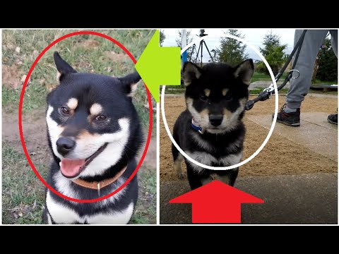 MON CHIOT SANS PROBLÈME ! COMMENT ?