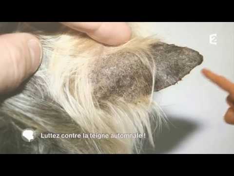 Diagnostic et traitement de la teigne du chat et du chien