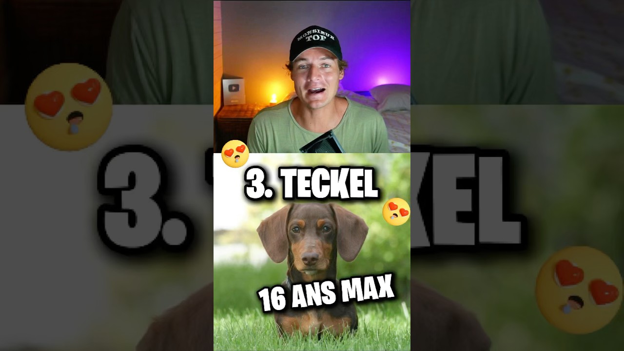 LES CHIENS QUI VIVENT LE PLUS LONGTEMPS