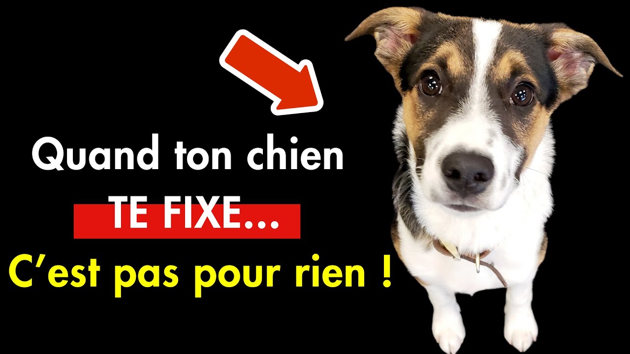 Ton Chien TE fIXE Souvent Droit Dans Les Yeux 👉 Ces 9 raisons ( vont te surprendre )
