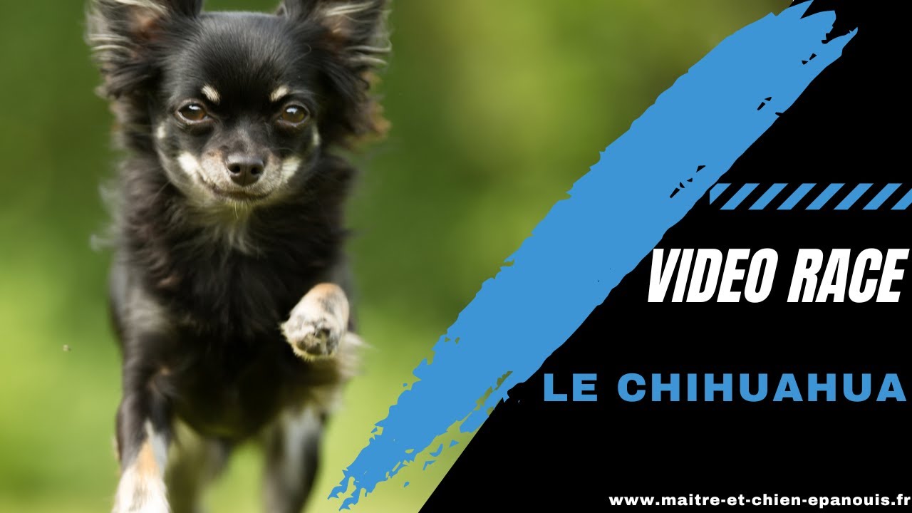 Redécouvrez le Chihuahua : le plus petit chien au monde !