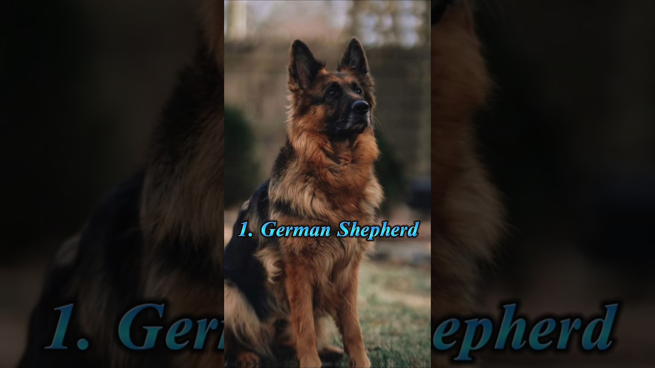 Top 10 Best Guard Dog Breeds for Protection #top10 #facts #shortsfeed #youtubeshorts