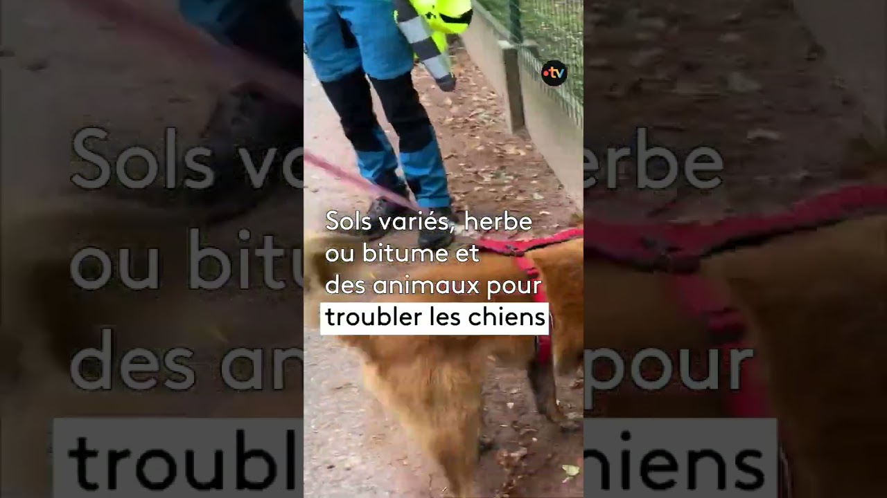 Sécurité civile : exercice de dépistage cynophile à Cigoland