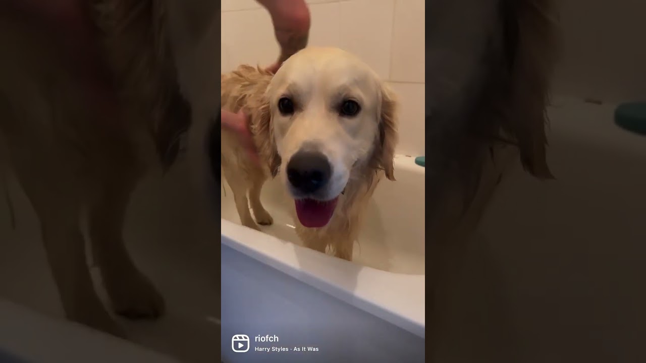 Shampooing activateur de mue pour chien by Biogance