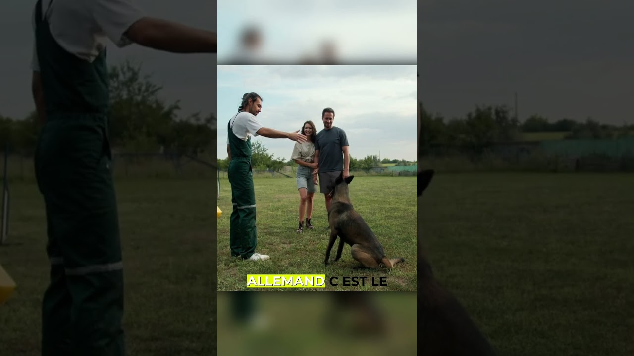 Top 5 Chiens Surdoués : Les Races Qui Comprennent Tout !