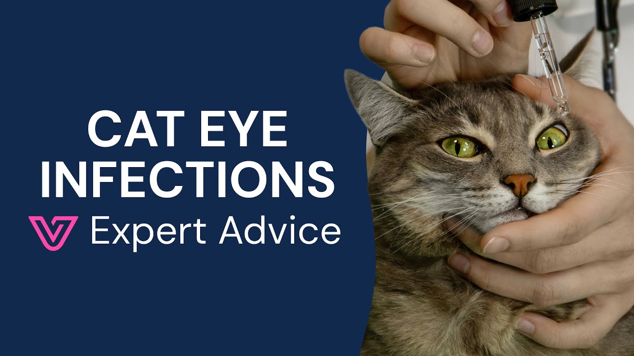 How to Tell If Your Cat Has an Eye Infection (Signs & When to See a Vet)