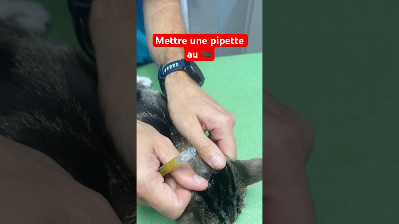 Appliquer une pipette anti parasites aux chats